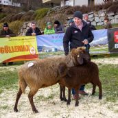 Schafausstellung Tiroler Bergschaf  (36)